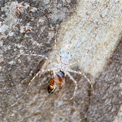 Tamopsis sp. (genus) (Two-tailed spider) at Russell, ACT - 8 Oct 2025 by Hejor1