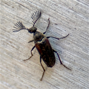 Ripiphoridae (family) at Russell, ACT - Yesterday by Hejor1