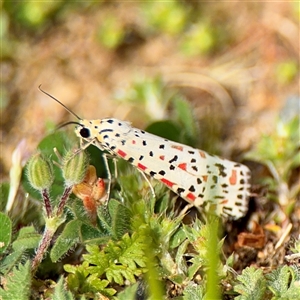Utetheisa (genus) at Russell, ACT - Yesterday by Hejor1