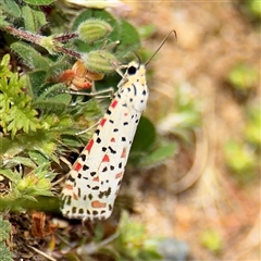 Utetheisa (genus) at Russell, ACT - 8 Oct 2025 03:52 PM