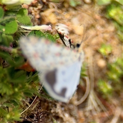 Utetheisa (genus) at Russell, ACT - 8 Oct 2025 03:52 PM