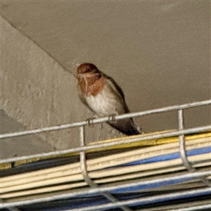 Hirundo neoxena by Hejor1
