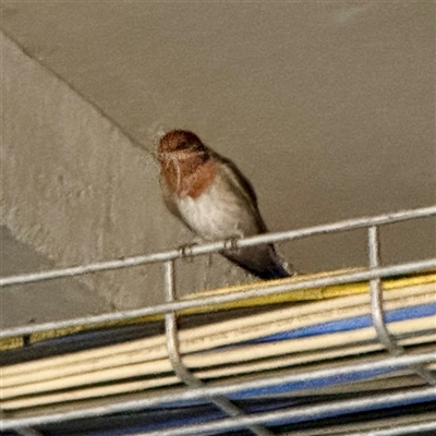 Hirundo neoxena (Welcome Swallow) at Braddon, ACT - 8 Oct 2025 by Hejor1