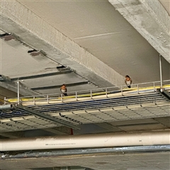 Hirundo neoxena at Braddon, ACT - 8 Oct 2025 05:01 PM