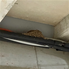 Hirundo neoxena at Braddon, ACT - 8 Oct 2025 05:01 PM