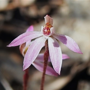 Caladenia fuscata at Tharwa, ACT - Yesterday by JohnBundock