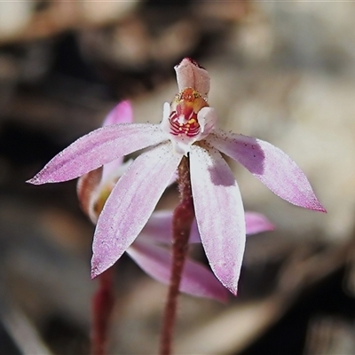 Caladenia fuscata (Dusky Fingers) at Tharwa, ACT - 8 Oct 2025 by JohnBundock
