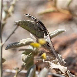 Unverified Skink at Arkaroola, SA - 28 Sep 2025 by AlisonMilton
