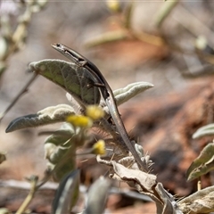 Morethia boulengeri at Arkaroola, SA - 28 Sep 2025 12:42 PM
