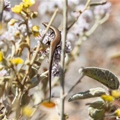 Morethia boulengeri at Arkaroola, SA - 28 Sep 2025 12:42 PM