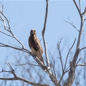 Falco berigora at Arkaroola, SA - 28 Sep 2025 by AlisonMilton