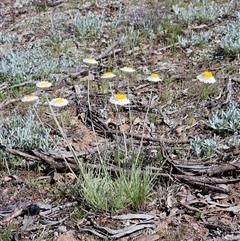 Leucochrysum albicans (Hoary Sunray) at Whitlam, ACT - 4 Oct 2025 by sangio7
