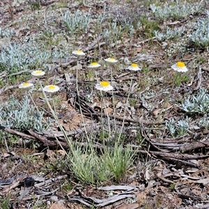 Leucochrysum albicans at Whitlam, ACT - 4 Oct 2025 by sangio7