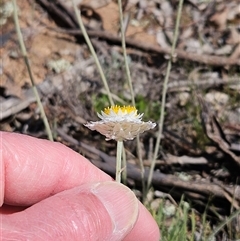 Leucochrysum albicans at Whitlam, ACT - 4 Oct 2025 10:44 AM