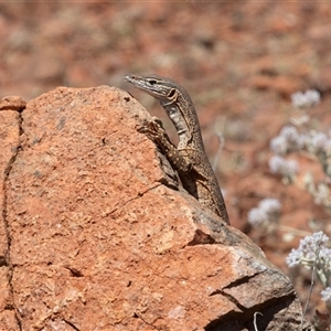 Varanus rosenbergi at Arkaroola, SA - 28 Sep 2025 by AlisonMilton