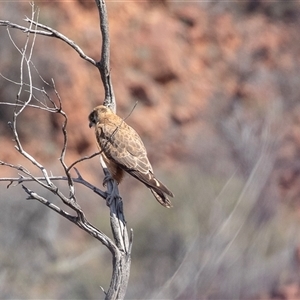 Falco berigora (Brown Falcon) at Arkaroola, SA - 28 Sep 2025 by AlisonMilton