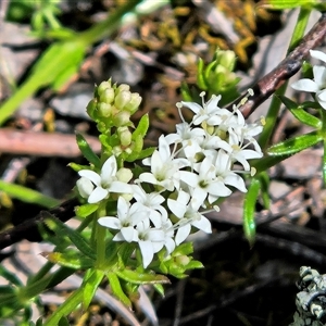 Asperula conferta at Whitlam, ACT - 4 Oct 2025 by sangio7