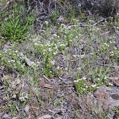Asperula conferta at Whitlam, ACT - 4 Oct 2025 11:01 AM