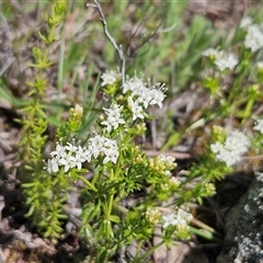 Asperula conferta at Whitlam, ACT - 4 Oct 2025 11:01 AM