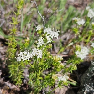 Asperula conferta at Whitlam, ACT - 4 Oct 2025 11:01 AM