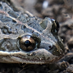 Limnodynastes tasmaniensis (Spotted Grass Frog) at Throsby, ACT - 7 Oct 2025 by davidcunninghamwildlife