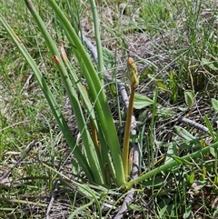 Bulbine bulbosa (Golden Lily, Bulbine Lily) at Whitlam, ACT - 4 Oct 2025 by sangio7