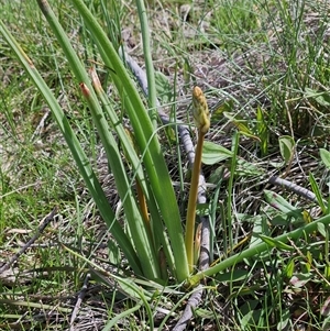 Bulbine bulbosa at Whitlam, ACT - 4 Oct 2025 by sangio7