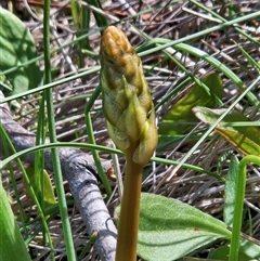 Bulbine bulbosa at Whitlam, ACT - 4 Oct 2025 11:08 AM