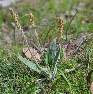 Plantago varia at Whitlam, ACT - 4 Oct 2025 by sangio7