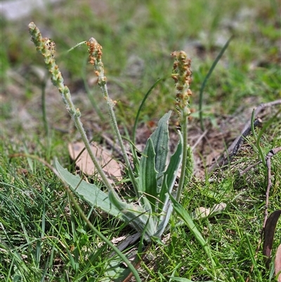 Plantago varia (Native Plaintain) at Whitlam, ACT - 4 Oct 2025 by sangio7