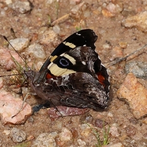 Vanessa itea (Yellow Admiral) at Uriarra Village, ACT - Yesterday by ChrisChapman
