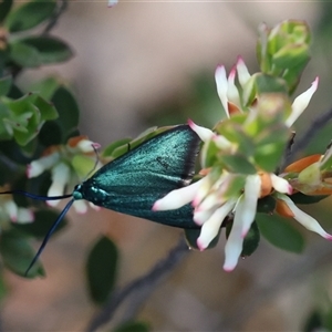 Pollanisus (genus) (A Forester Moth) at Denman Prospect, ACT - Yesterday by ChrisChapman