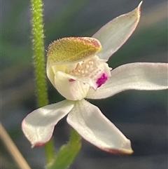 Caladenia moschata (Musky Caps) at Acton, ACT - 8 Oct 2025 by Clarel