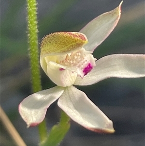 Caladenia moschata at Acton, ACT - Yesterday by Clarel