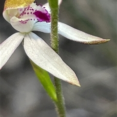 Caladenia moschata at Acton, ACT - suppressed