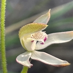 Caladenia moschata at Acton, ACT - suppressed