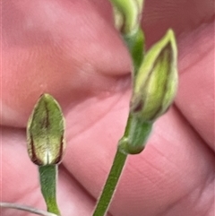 Caladenia moschata at Acton, ACT - suppressed