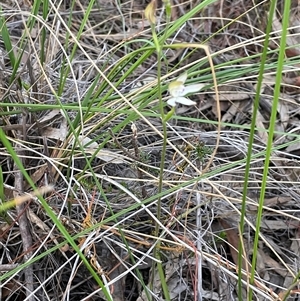 Caladenia moschata at Acton, ACT - suppressed