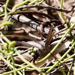 Unverified Blue or Copper (Lycaenidae) at Uriarra Village, ACT - Today by ChrisChapman