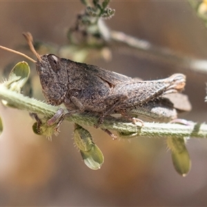 Unverified Grasshopper (several families) at Arkaroola Village, SA - 28 Sep 2025 by AlisonMilton