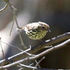 Pyrrholaemus sagittatus (Speckled Warbler) at Pialligo, ACT - 8 Oct 2025 by jb2602