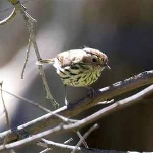 Pyrrholaemus sagittatus at Pialligo, ACT - 8 Oct 2025 10:04 AM