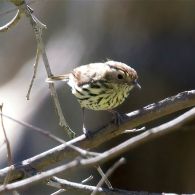 Pyrrholaemus sagittatus (Speckled Warbler) at Pialligo, ACT - 8 Oct 2025 by jb2602