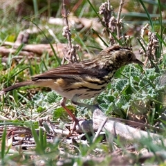 Pyrrholaemus sagittatus at Pialligo, ACT - 8 Oct 2025 10:04 AM