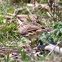 Pyrrholaemus sagittatus at Pialligo, ACT - 8 Oct 2025 10:04 AM