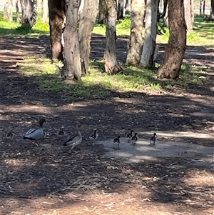 Chenonetta jubata (Australian Wood Duck) at Albion Park Rail, NSW - 12 Sep 2025 by bmott