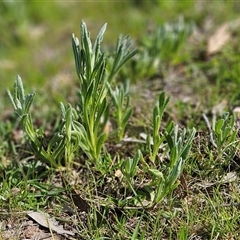 Chrysocephalum apiculatum at Whitlam, ACT - 4 Oct 2025 by sangio7