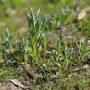 Plantago sp. at Whitlam, ACT - 4 Oct 2025 by sangio7