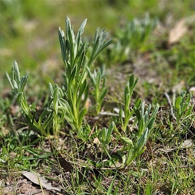 Chrysocephalum apiculatum at Whitlam, ACT - 4 Oct 2025 by sangio7