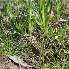 Chrysocephalum apiculatum at Whitlam, ACT - 4 Oct 2025 11:11 AM